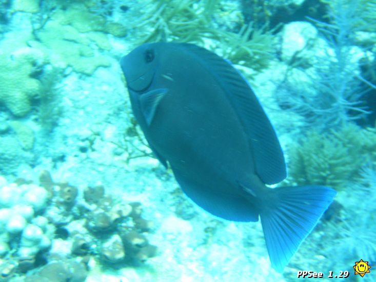 Wagener 8 013.JPG